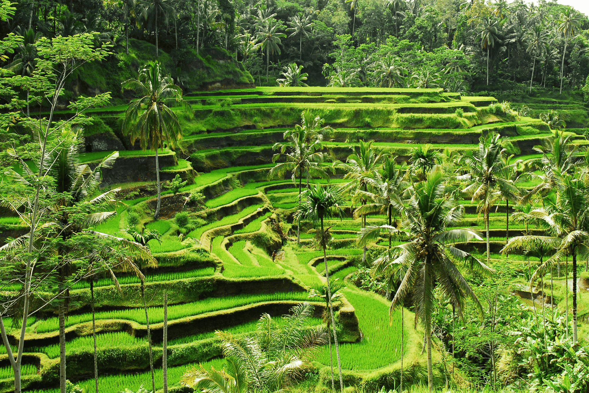 Ekowisata